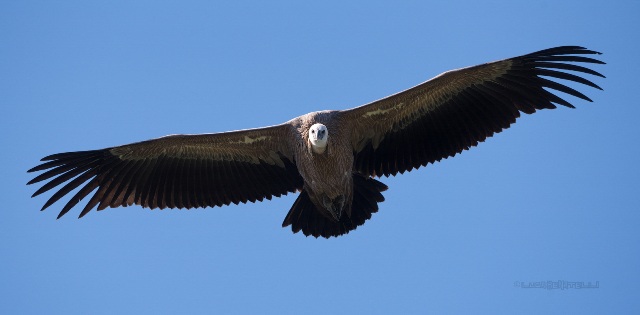 Vivi e liberi di volare Vivi e liberi di volare